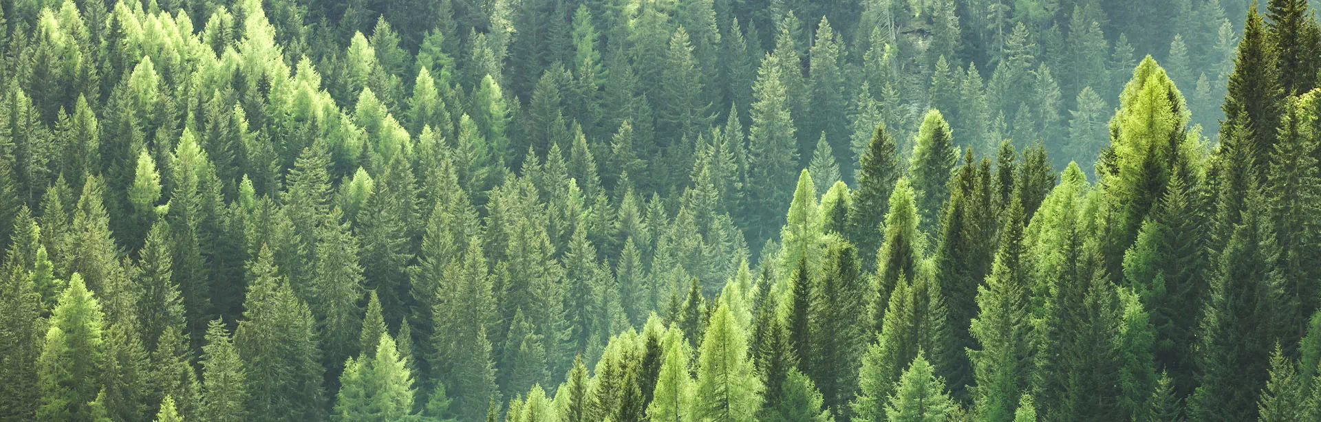 zielone drzewa w lesie